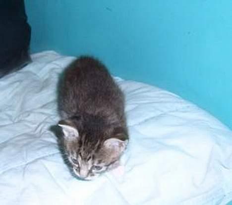 Huskat ~Mini~ billede 3