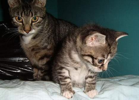 Huskat ~Mini~ billede 4