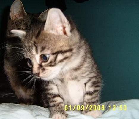 Huskat ~Mini~ billede 5