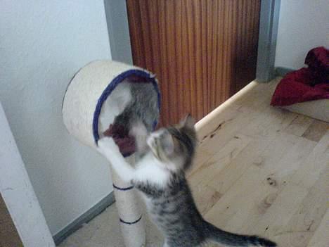 Blanding af racer Paprika billede 4