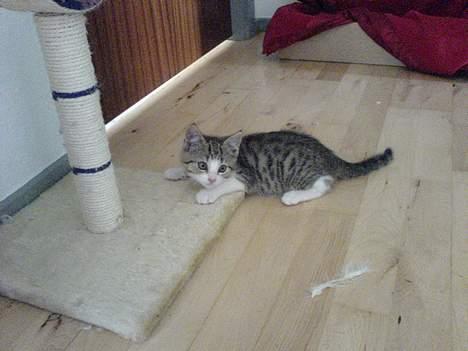 Blanding af racer Paprika billede 5