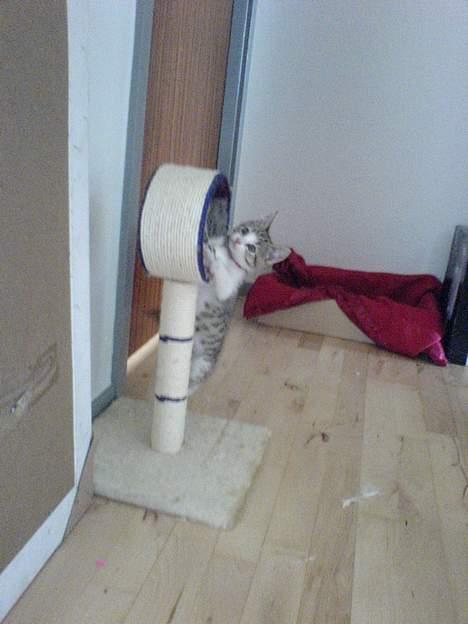 Blanding af racer Paprika billede 6