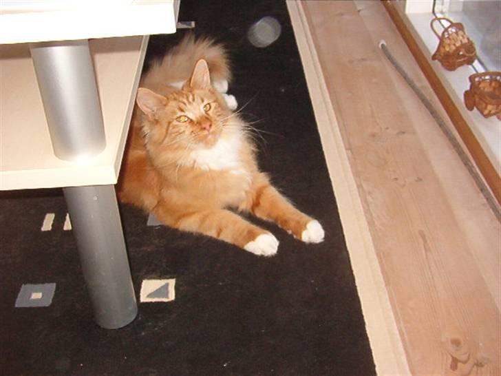 Maine Coon Simba billede 1