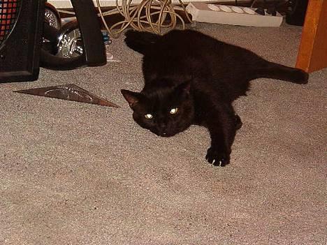 Huskat Kesser billede 1