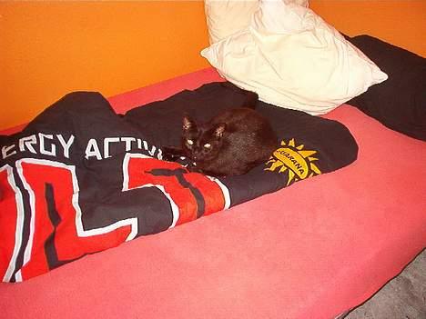 Huskat Kesser billede 2