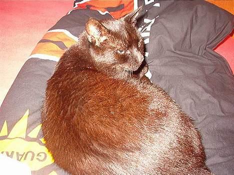 Huskat Kesser billede 3