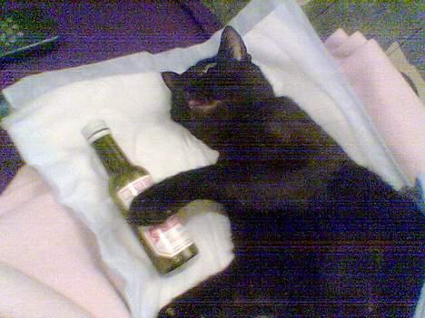 Huskat Kesser - En flaske er bar Dæjlig:D billede 4