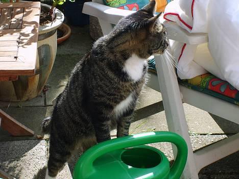 Huskat Lox billede 1