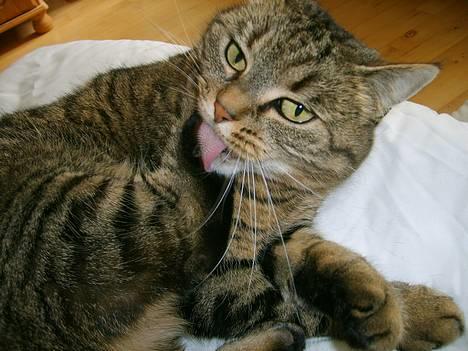 Huskat Missedyr billede 1