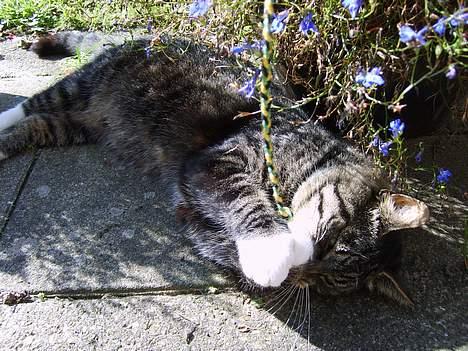 Huskat Lox billede 2