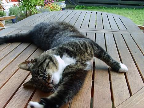 Huskat Lox billede 3