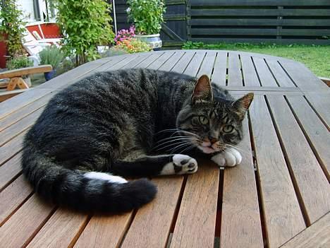 Huskat Lox billede 4