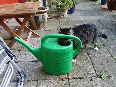 Huskat Lox billede 5