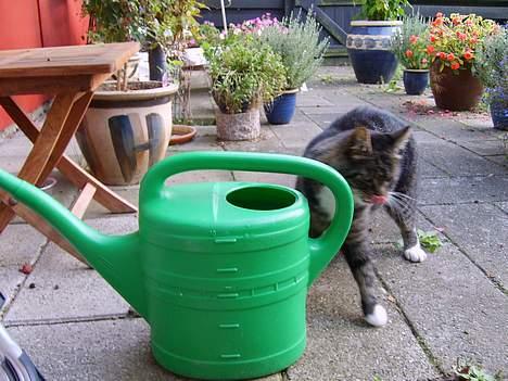 Huskat Lox billede 6