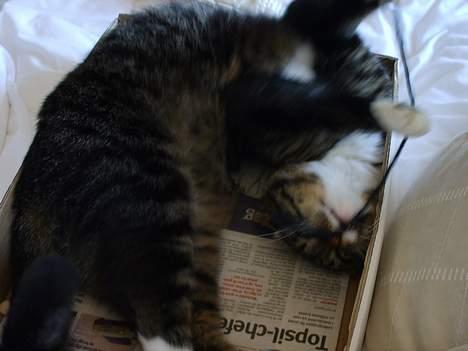 Huskat Lox billede 7