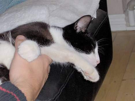 Huskat Bandit - Bandit ligger og slapper af ved Søren billede 2