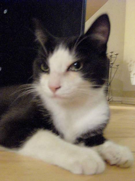 Huskat Bandit - Prøv engang at se min store dreng billede 3