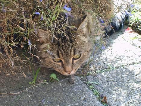 Huskat Missedyr billede 2