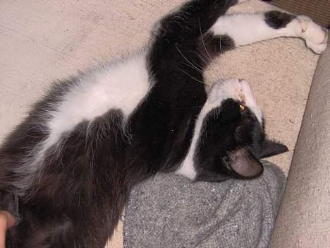 Huskat Bandit billede 4