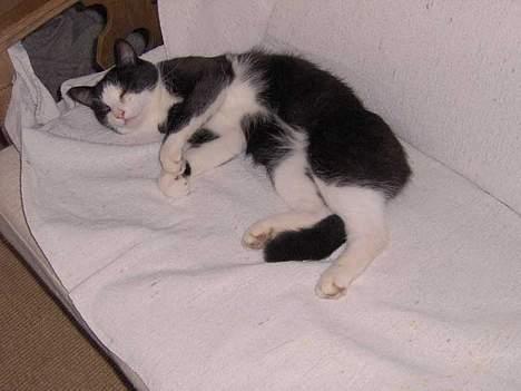 Huskat Bandit billede 6