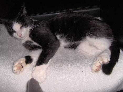 Huskat Bandit billede 7