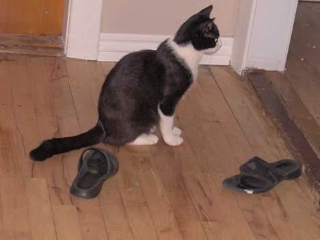 Huskat Bandit billede 8