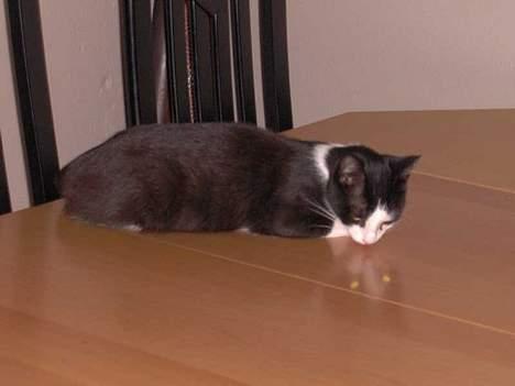 Huskat Bandit billede 9