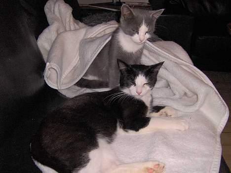 Huskat Bandit billede 10