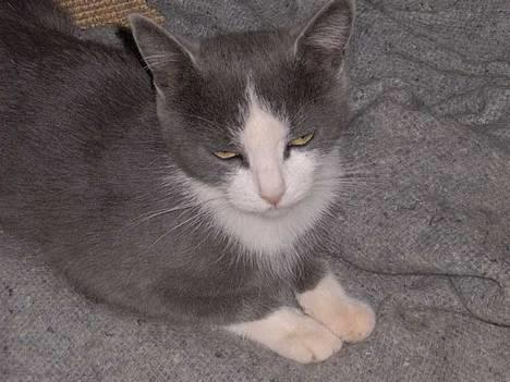 Huskat Monster - Jeg kan da bare gemme mig lidt billede 1