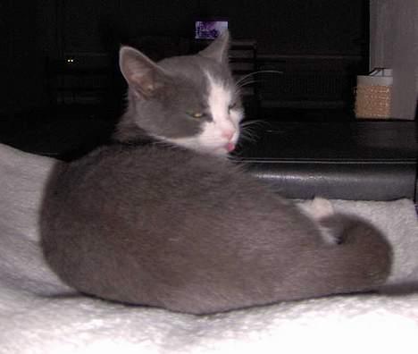 Huskat Monster billede 2