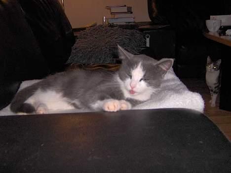 Huskat Monster billede 3