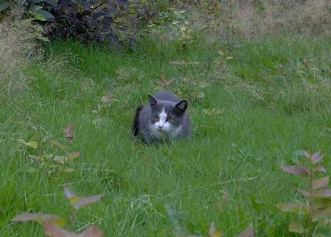 Huskat Monster billede 4