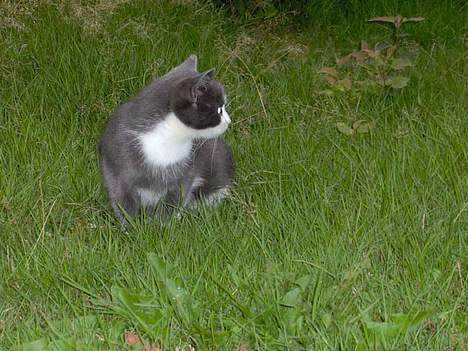 Huskat Monster billede 5