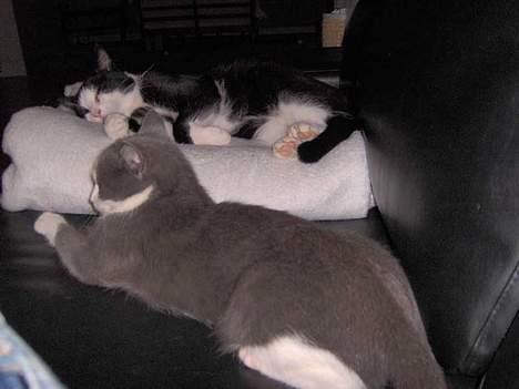 Huskat Monster billede 6