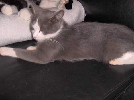 Huskat Monster billede 7