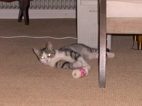 Huskat Ditte billede 1