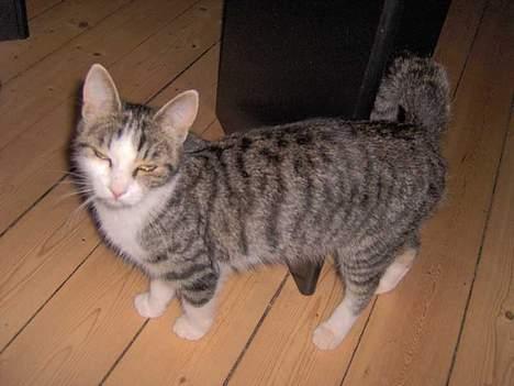 Huskat Ditte - Jamen jeg er bare yndig... billede 2