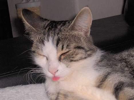 Huskat Ditte billede 3