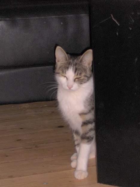 Huskat Ditte billede 4