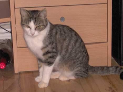 Huskat Ditte billede 5