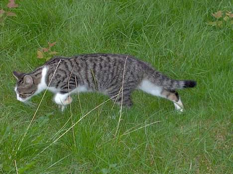 Huskat Ditte billede 6