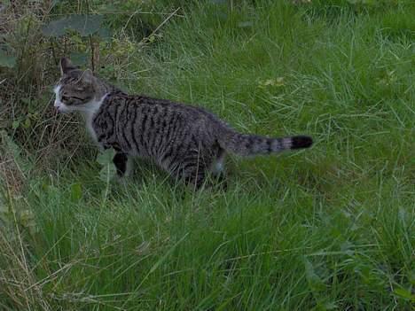 Huskat Ditte billede 7