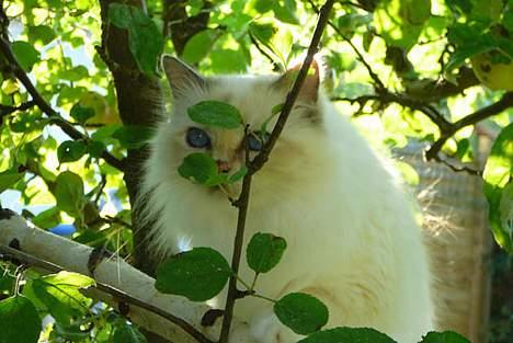 Hellig Birma Cisse billede 12