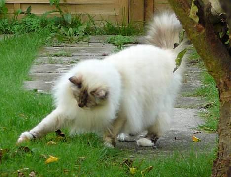 Hellig Birma Isabel billede 9