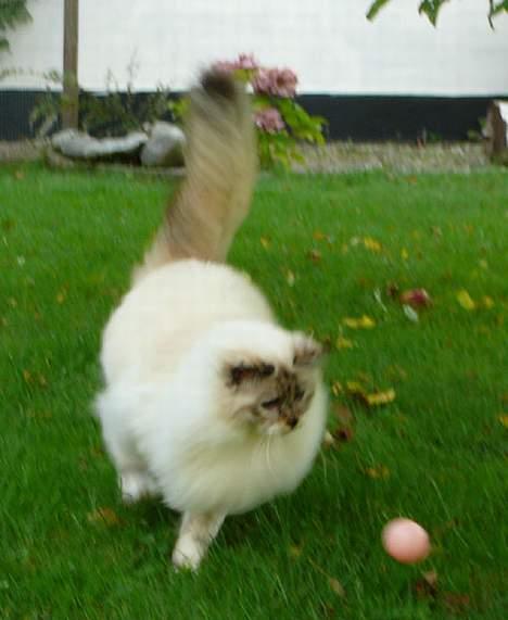 Hellig Birma Isabel billede 10