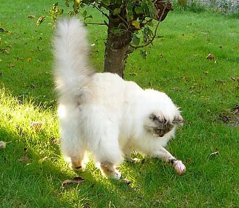 Hellig Birma Isabel billede 11