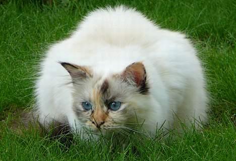 Hellig Birma Ida billede 13