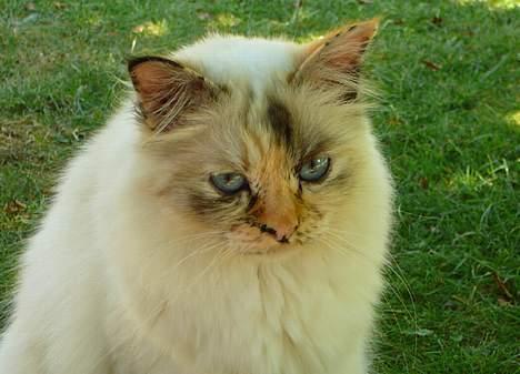 Hellig Birma Ida billede 14