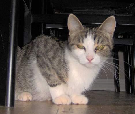 Huskat Ditte billede 8