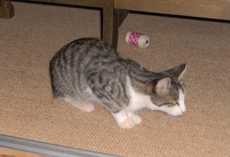 Huskat Ditte billede 9